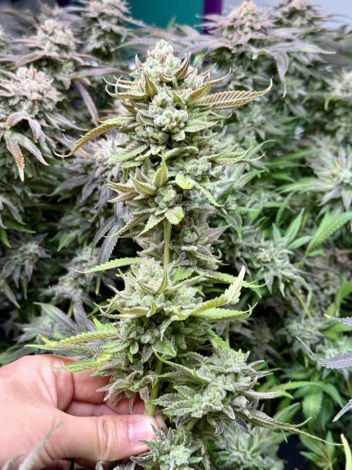Twenty20 Mendocino - Snowday. Week 22
