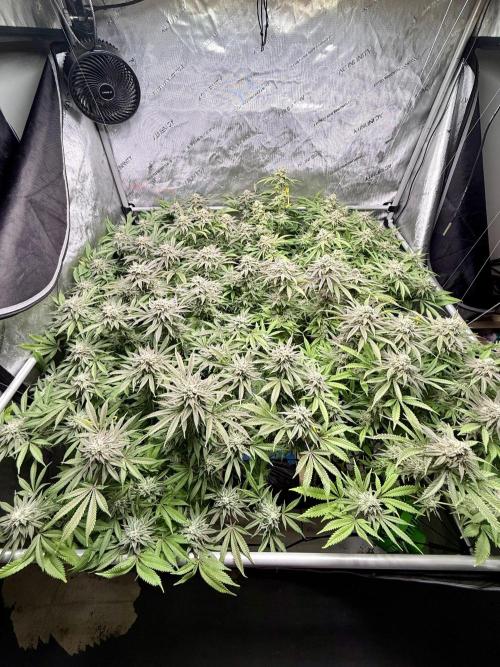 Twenty20 Mendocino - Snowday. Week 22
