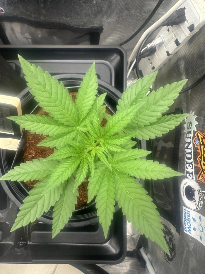 Experimental planting-EMPR-(01). Week 4