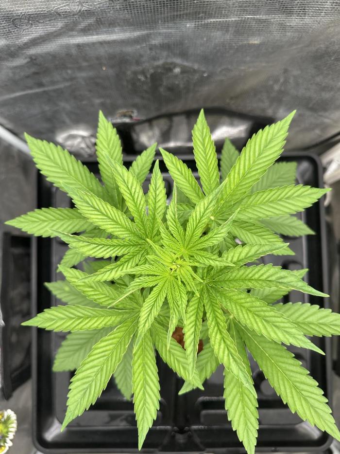 Experimental planting-EMPR-(01). Week 5