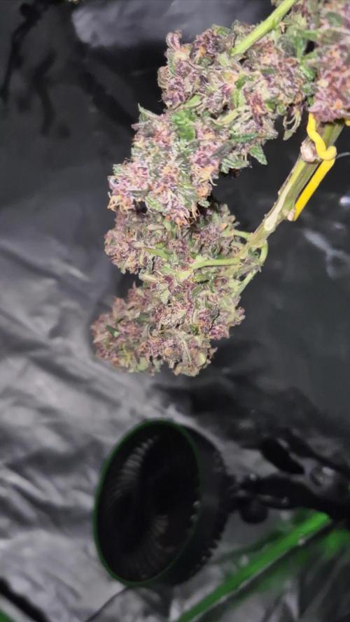 Second grow Fastbuds Mixed auto #3#4
