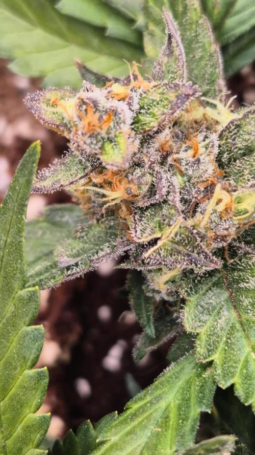 Fourth grow Fastbuds Mixed auto #8