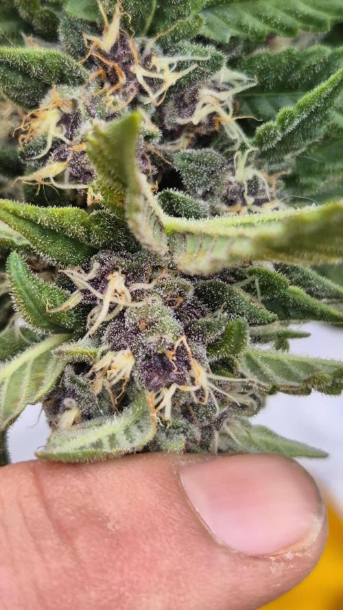 Third grow FASTBUDS Mixed auto #7