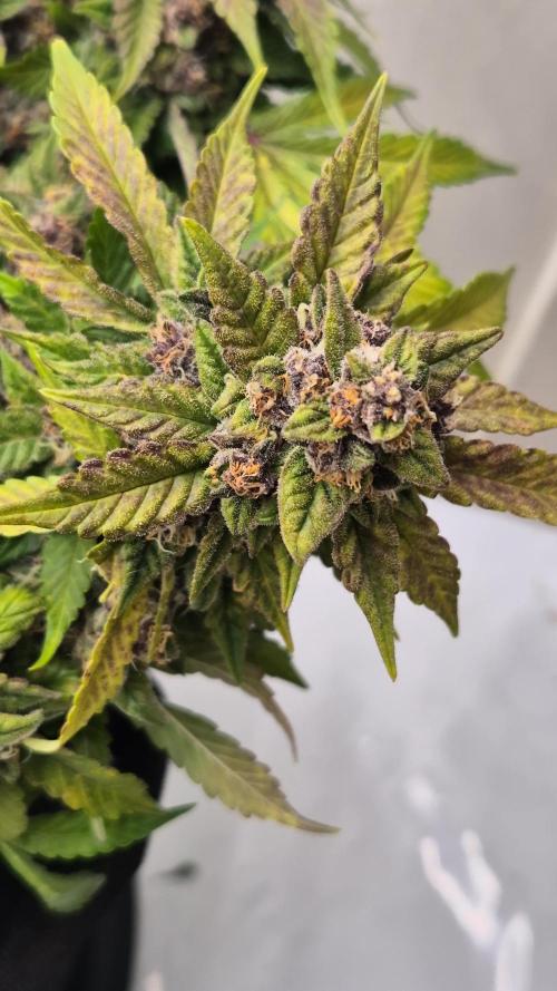 Third grow FASTBUDS Mixed auto #7