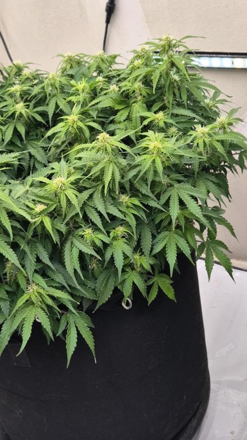 Fifth Fastbuds Mixed auto #9