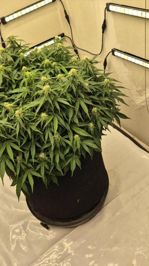 Fifth Fastbuds Mixed auto #9