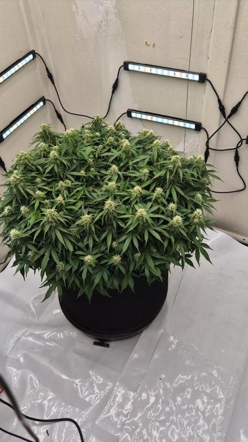 Fifth Fastbuds Mixed auto #9