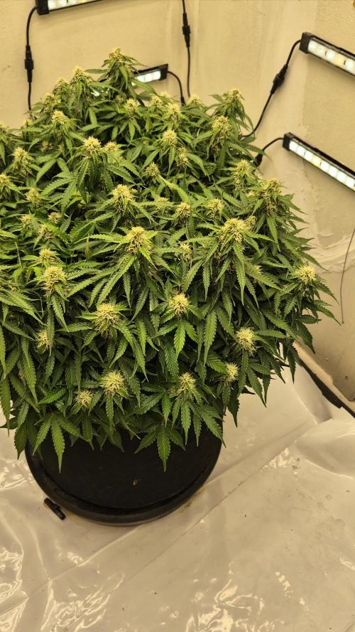 Fifth Fastbuds Mixed auto #9