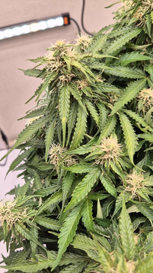 Fifth Fastbuds Mixed auto #9