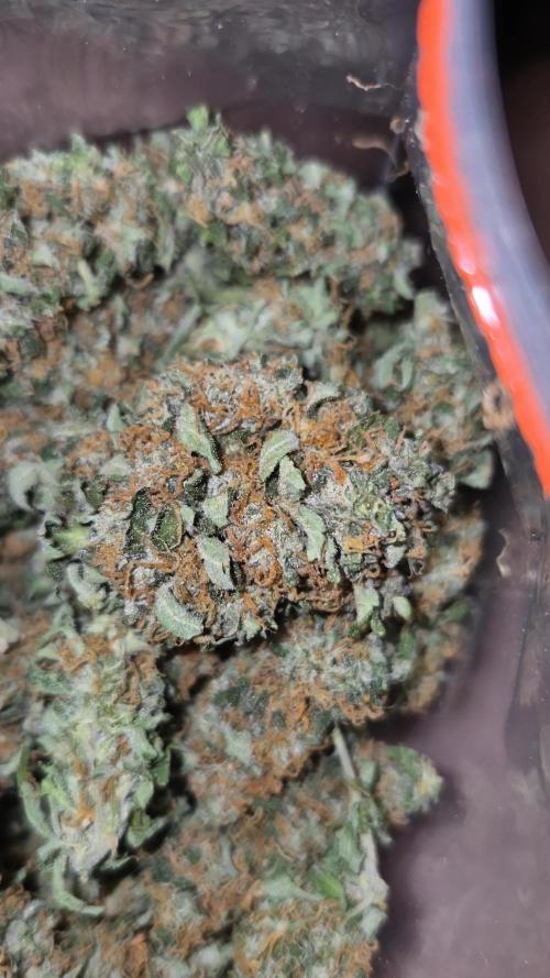 Fifth Fastbuds Mixed auto #9