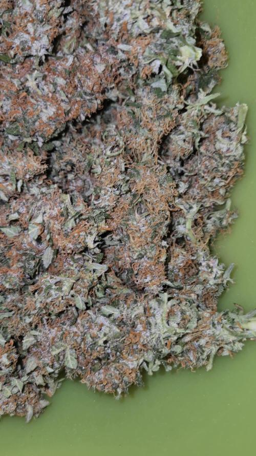 Fifth Fastbuds Mixed auto #9