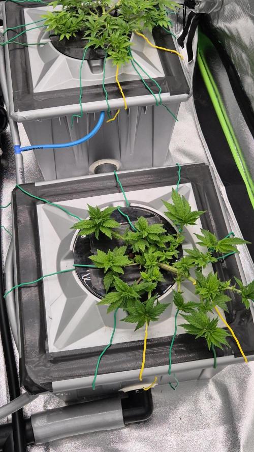 LA Punch ( ROUND 3 )