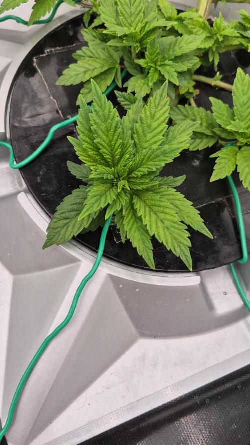 LA Punch ( ROUND 3 )