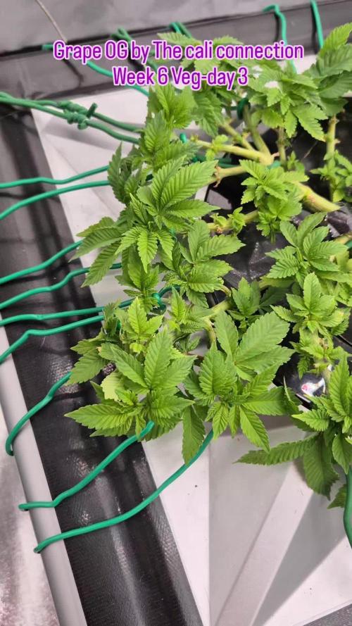 GRAPE OG ( Round 3 )