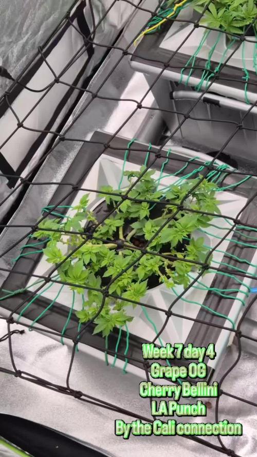 LA Punch ( ROUND 3 )