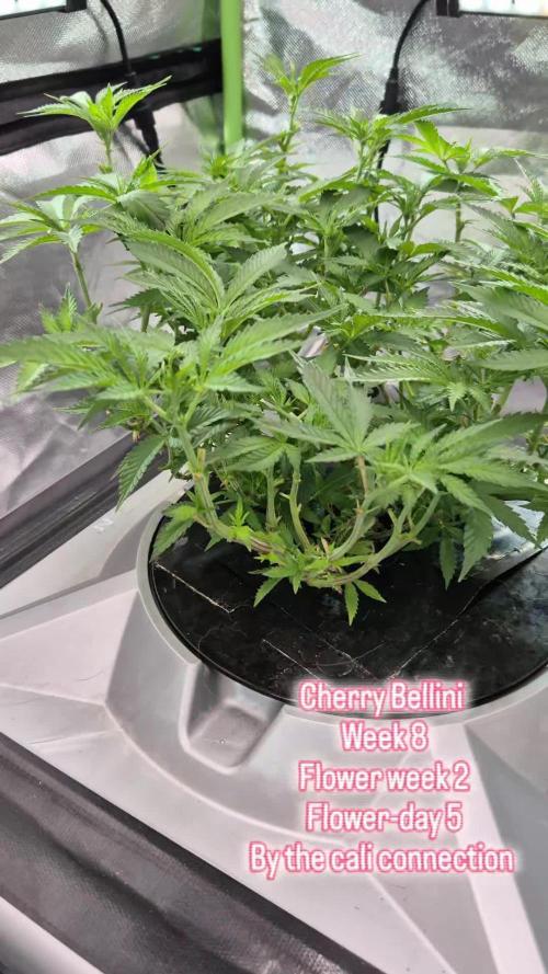 1st Photo Grow (Cherry Bellini)