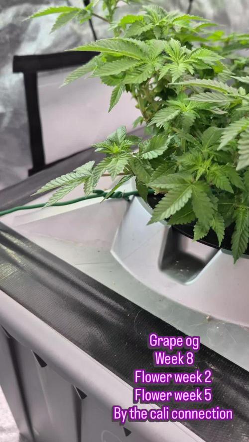 1st Photo grow (GRAPE OG)