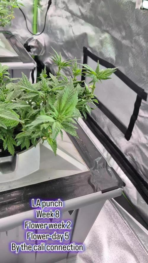 1st Photo grow (LA Punch )