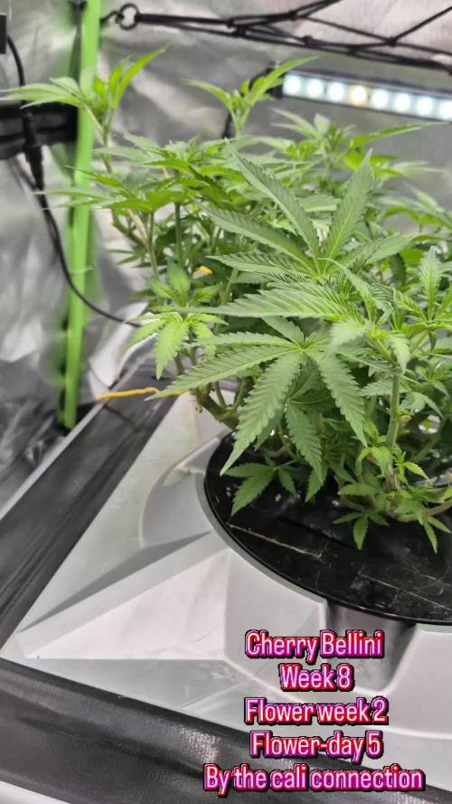 RDWC Cherry Bellini 1st photo grow
