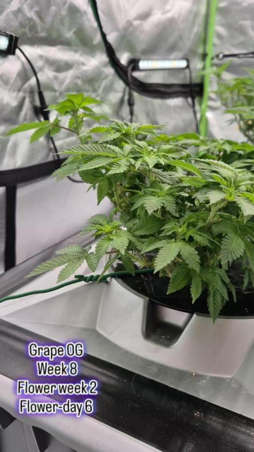 RDWC GRAPE OG 1st photo grow
