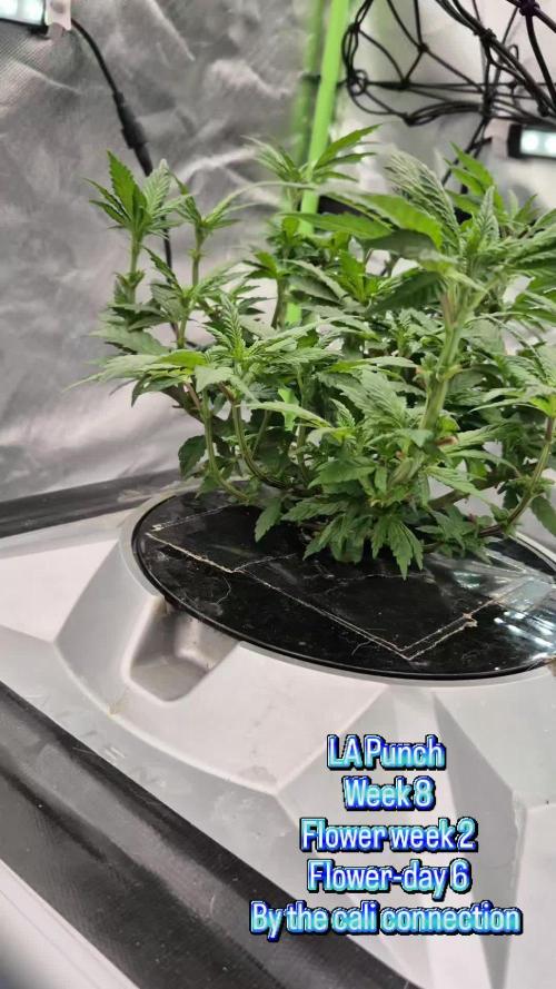 RDWC LA Punch 1st photo grow
