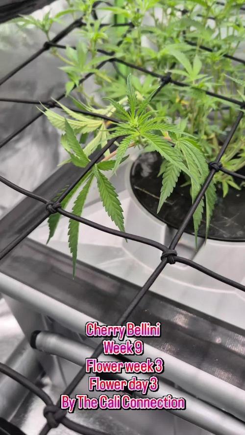 RDWC Cherry Bellini 1st photo grow