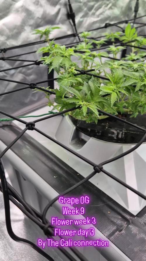 RDWC GRAPE OG 1st photo grow
