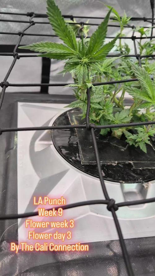 RDWC LA Punch 1st photo grow