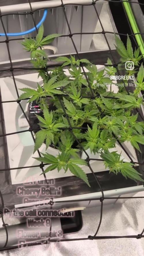 RDWC LA Punch 1st photo grow