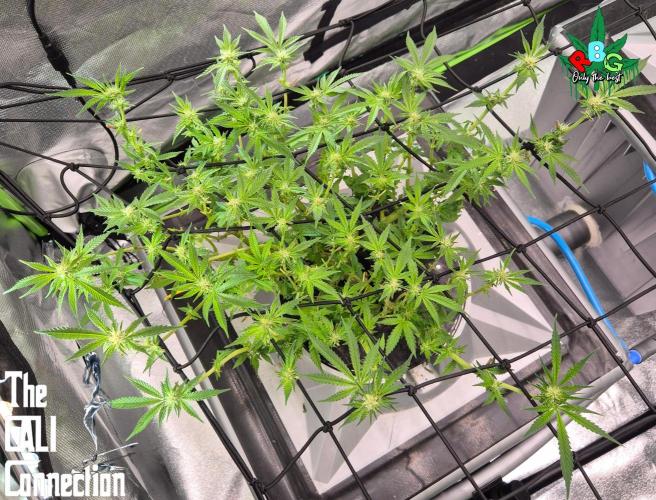 RDWC Cherry Bellini 1st photo grow. Week 10 - Week 10
Flower week 4
Flower-day 2