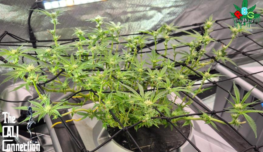 RDWC Cherry Bellini 1st photo grow. Week 10 - Week 10
Flower week 4
Flower-day 2