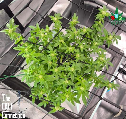 RDWC GRAPE OG 1st photo grow. Week 10 - Week 10
Flower week 4
Flower-day 2