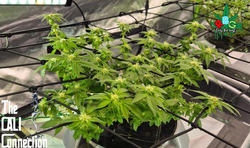 RDWC GRAPE OG 1st photo grow. Week 10 - Week 10
Flower week 4
Flower-day 2