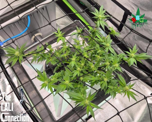 RDWC LA Punch 1st photo grow. Week 10 - Week 10
Flower week 4
Flower-day 2