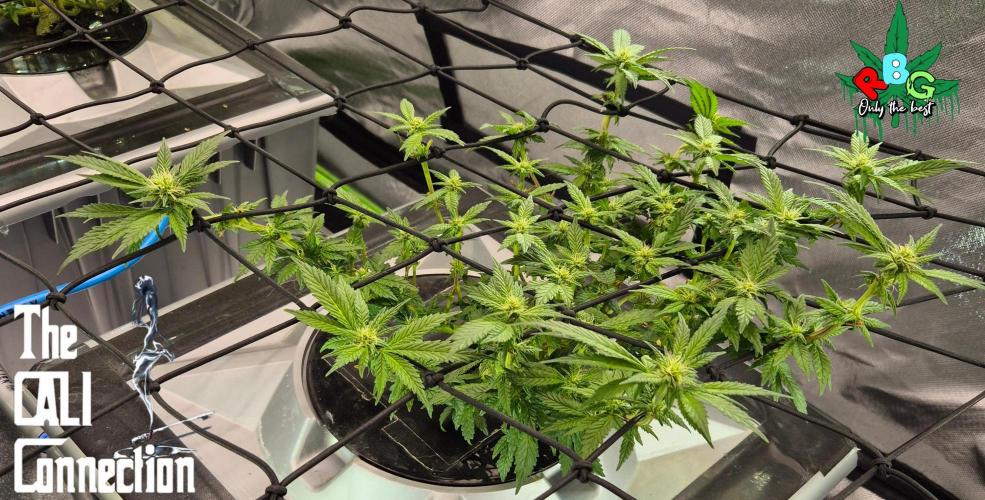 RDWC LA Punch 1st photo grow. Week 10 - Week 10
Flower week 4
Flower-day 2