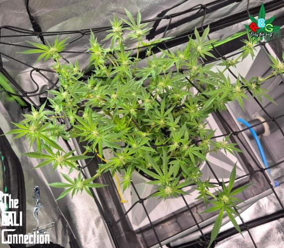 RDWC Cherry Bellini 1st photo grow. Week 10 - Week 10
Flower week 4
Flower-day 3