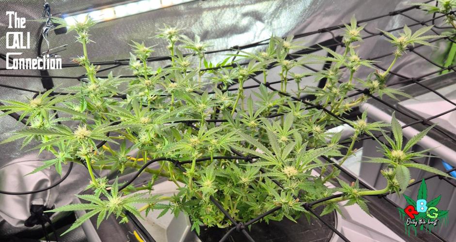 RDWC Cherry Bellini 1st photo grow. Week 10 - Week 10
Flower week 4
Flower-day 3