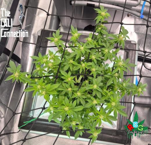 RDWC GRAPE OG 1st photo grow. Week 10