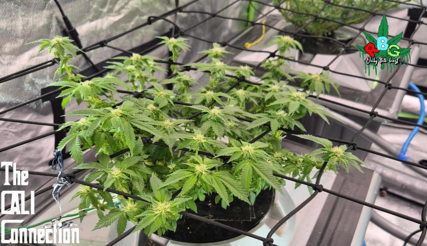 RDWC GRAPE OG 1st photo grow. Week 10