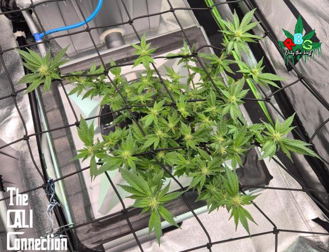 RDWC LA Punch 1st photo grow. Week 10 - Week 10
Flower week 4
Flower-day 3