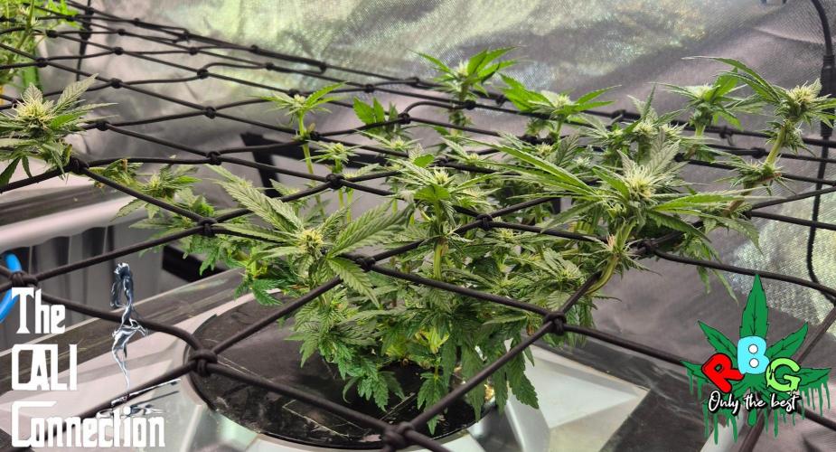 RDWC LA Punch 1st photo grow. Week 10 - Week 10
Flower week 4
Flower-day 3