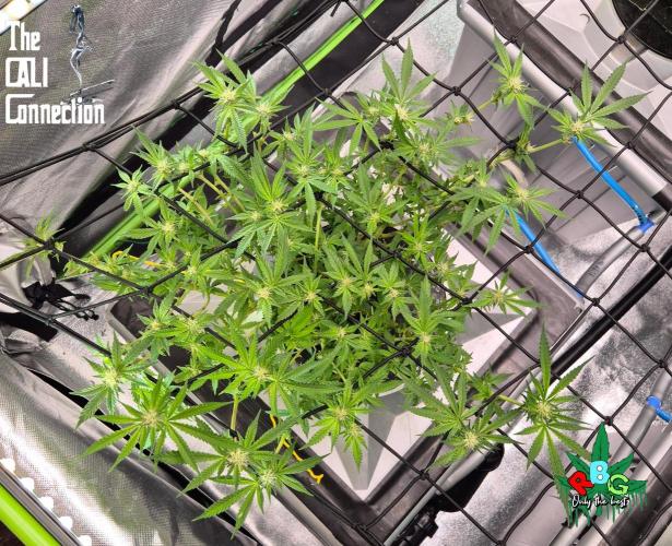 RDWC Cherry Bellini 1st photo grow. Week 10 - Week 10
Flower week 4
Flower-day 4