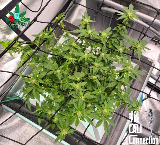 RDWC GRAPE OG 1st photo grow. Week 10 - Week 10
Flower week 4
Flower-day 4