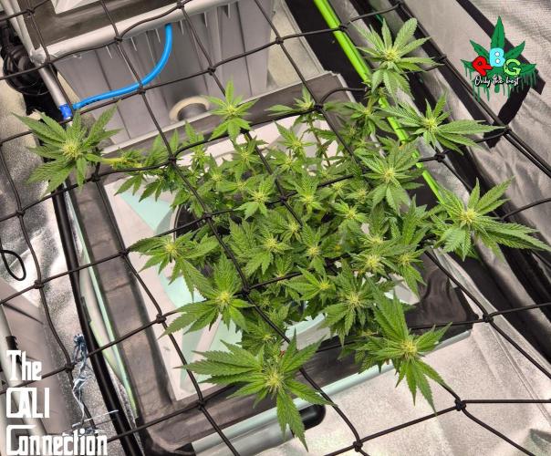 RDWC LA Punch 1st photo grow. Week 10 - Week 10
Flower week 4
Flower-day 4