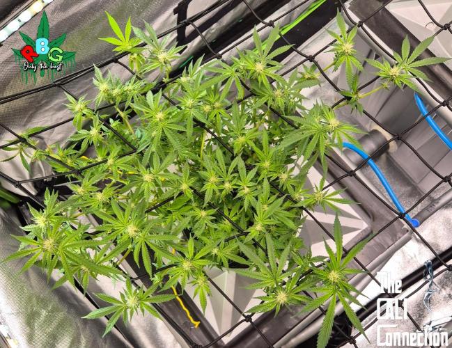 RDWC Cherry Bellini 1st photo grow. Week 10 - Week 10
Flower week 4
Flower-day 5