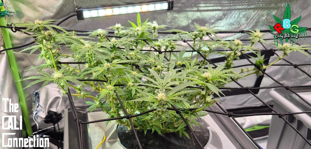 RDWC Cherry Bellini 1st photo grow. Week 10 - Week 10
Flower week 4
Flower-day 5