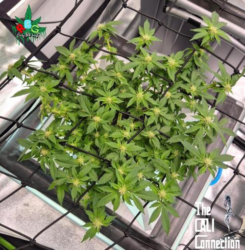 RDWC GRAPE OG 1st photo grow. Week 10 - Week 10
Flower week 4
Flower-day 5