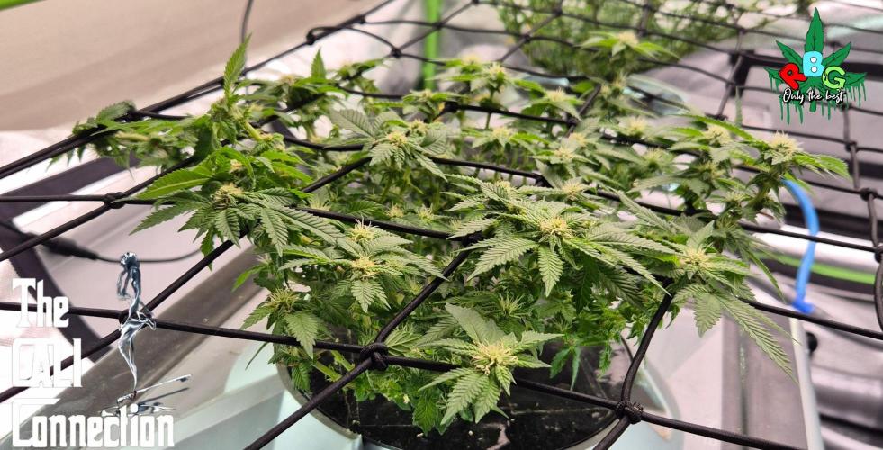 RDWC GRAPE OG 1st photo grow. Week 10 - Week 10
Flower week 4
Flower-day 5