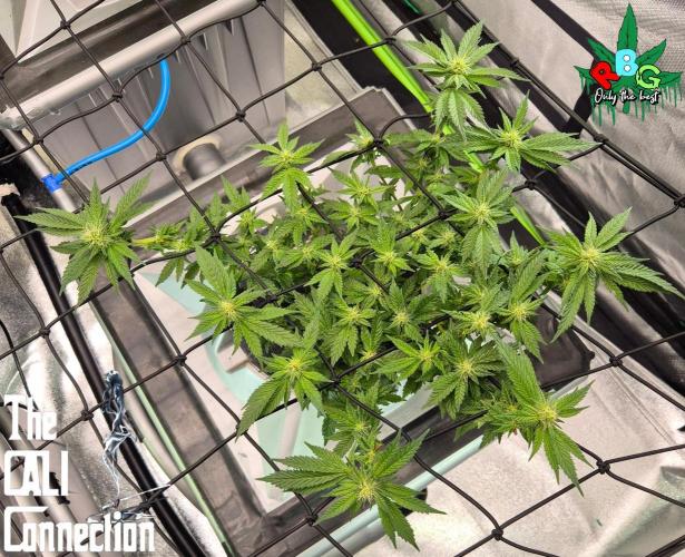 RDWC LA Punch 1st photo grow. Week 10 - Week 10
Flower week 4
Flower-day 5