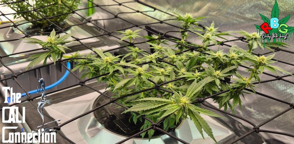 RDWC LA Punch 1st photo grow. Week 10 - Week 10
Flower week 4
Flower-day 5